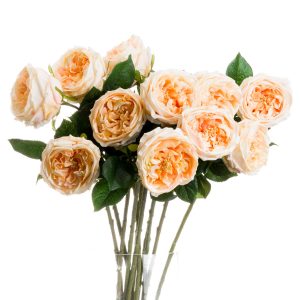 Butter Portland Rose 2
