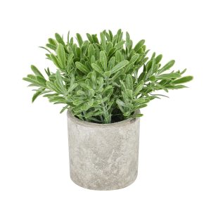 Buxus Plant In Stone Effect Pot 2