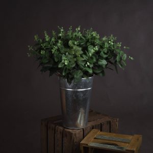 Cineraria Eucalyptus Spray 5