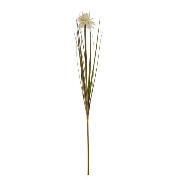 Cream Aster Spider Chrysanthemum Stem 2