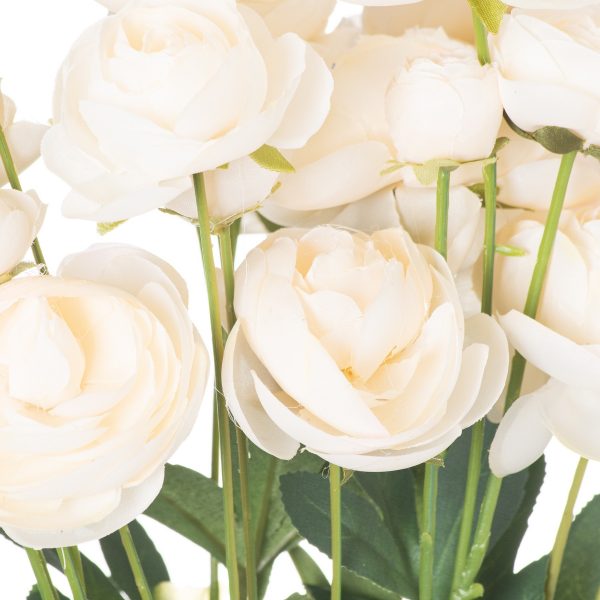Cream Ranunculus 2