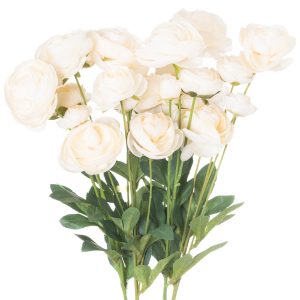 Cream Ranunculus 3