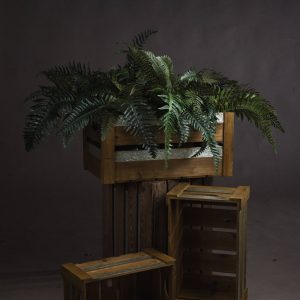 Fern Bunch 5