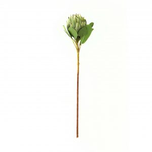 Large Green Protea 2