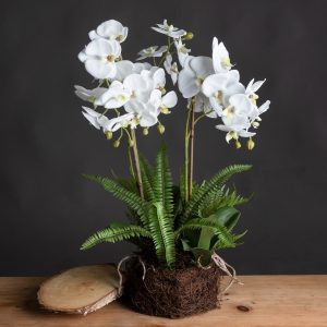 Large White Orchid And Fern Garden In Rootball 3
