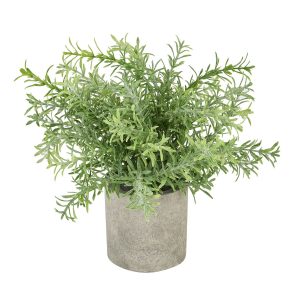 Rosemary Plant In Stone Effect Pot 3