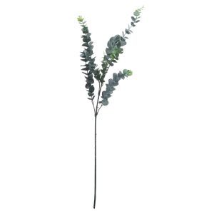 Silver Dollar Eucalyptus 2