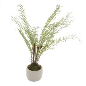 White Potted Boston Fern 3