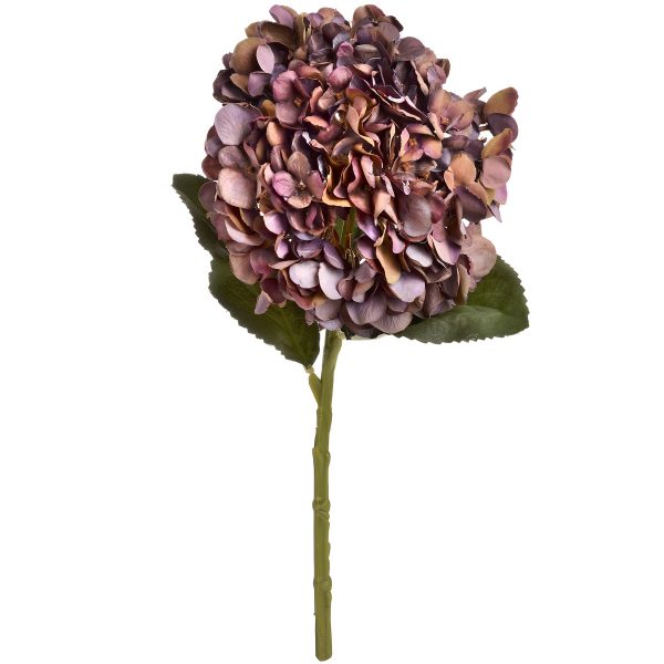 Autumn Coffee Hydrangea 2
