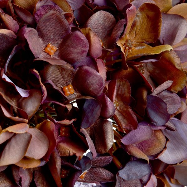 Autumn Coffee Hydrangea 3
