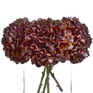 Autumn Coffee Hydrangea 4