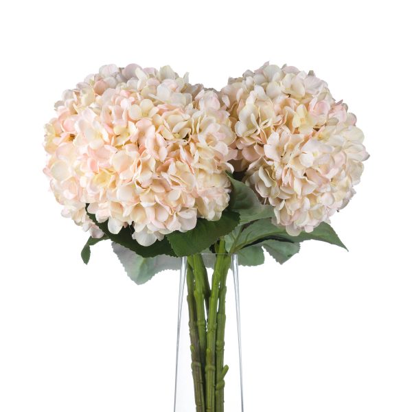 Autumn White Hydrangea 2