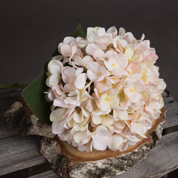 Autumn White Hydrangea 3