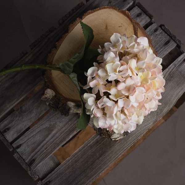 Autumn White Hydrangea 4