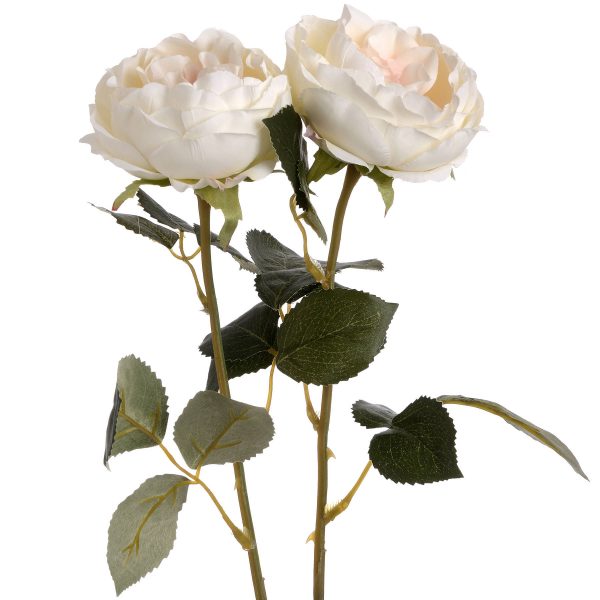 Blush Garden Rose 2