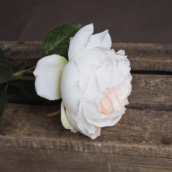Blush Garden Rose 3
