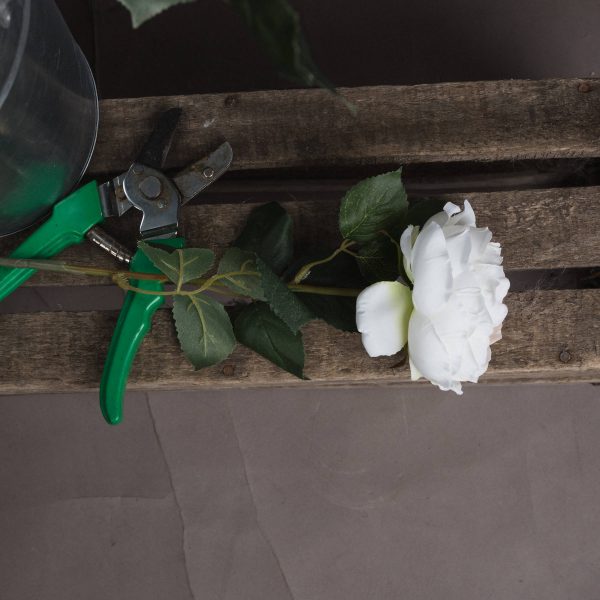 Blush Garden Rose 4