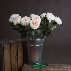 Blush Garden Rose 5