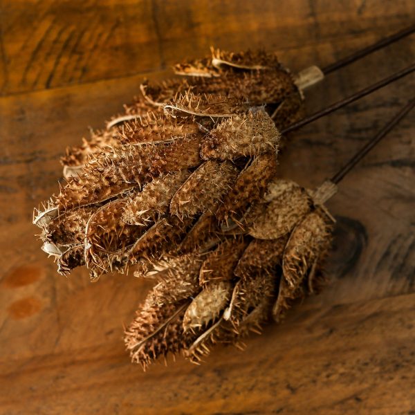 Bouquet Of Dried Protea 2