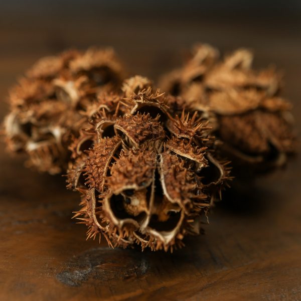 Bouquet Of Dried Protea 3