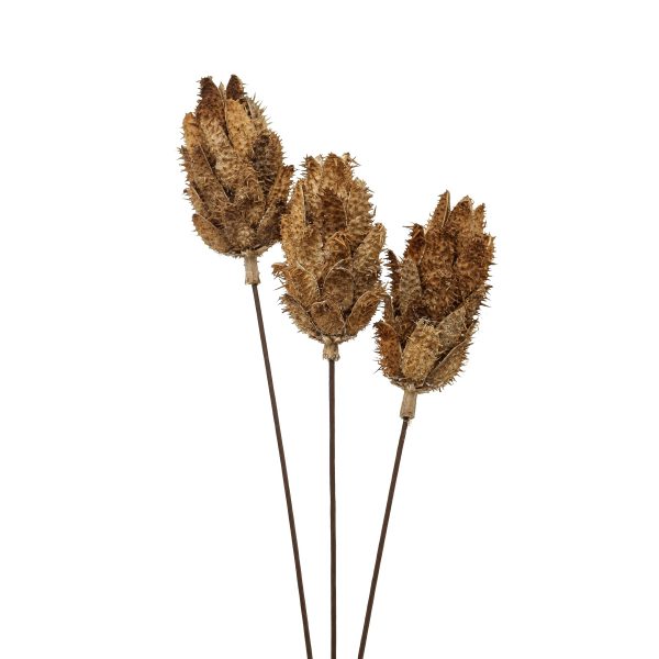 Bouquet Of Dried Protea 4