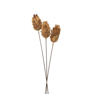 Bouquet Of Dried Protea 5