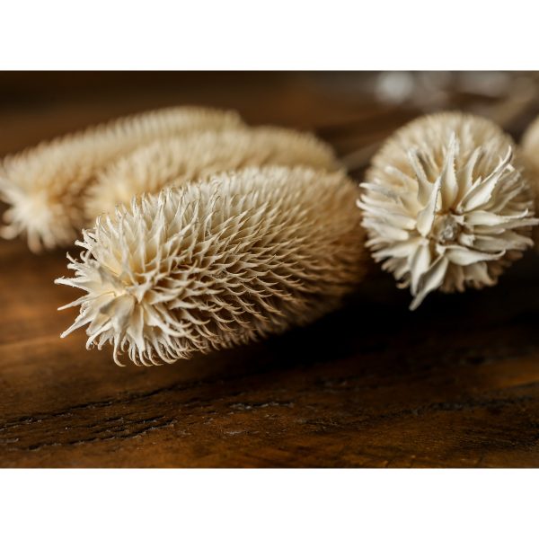 Bouquet Of Dried Tall Thistle 2