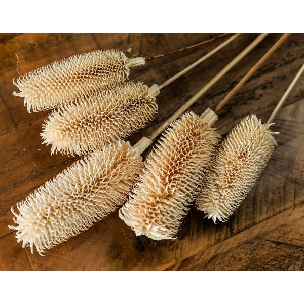 Bouquet Of Dried Tall Thistle 3