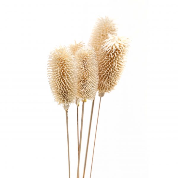 Bouquet Of Dried Tall Thistle 4
