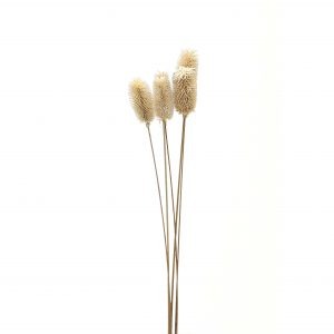Bouquet Of Dried Tall Thistle 5