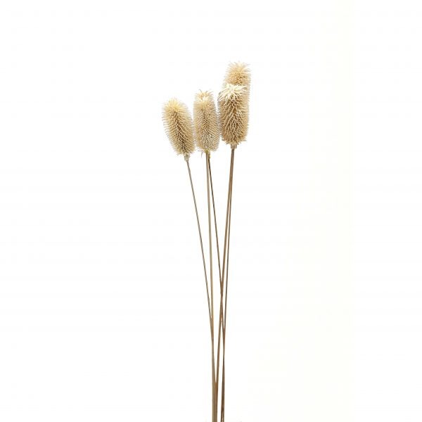Bouquet Of Dried Tall Thistle 5