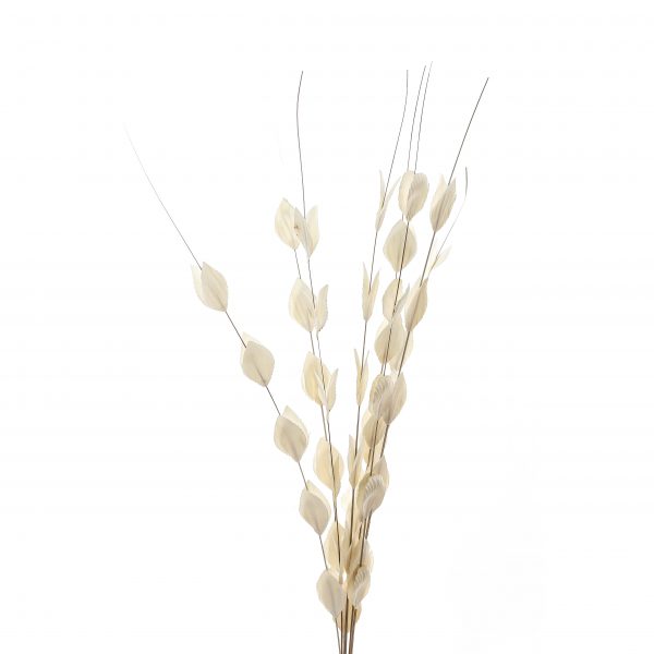 Bouquet Of Dried Thlaspi Arvense 3