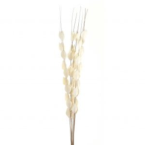 Bouquet Of Dried Thlaspi Arvense 4