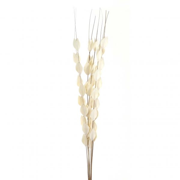 Bouquet Of Dried Thlaspi Arvense 4