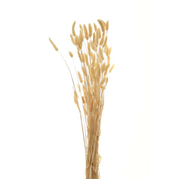 Bouquet Of Tall Bunny Tails 4