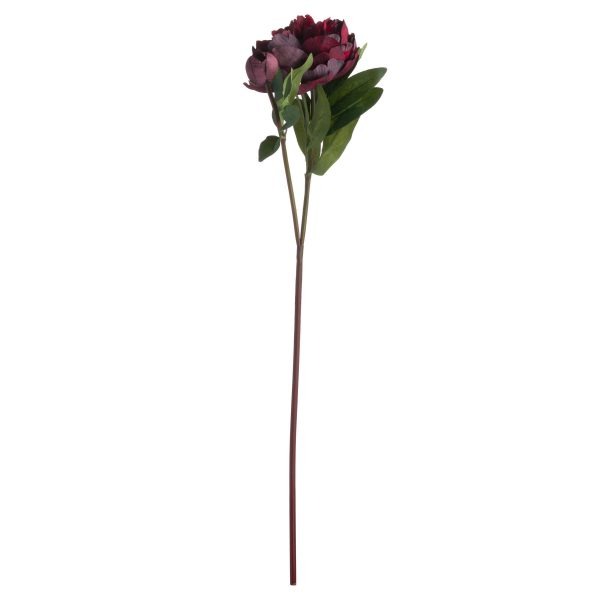 Burgundy Peony Rose 2