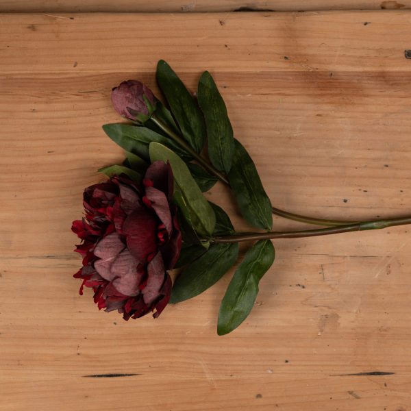 Burgundy Peony Rose 4