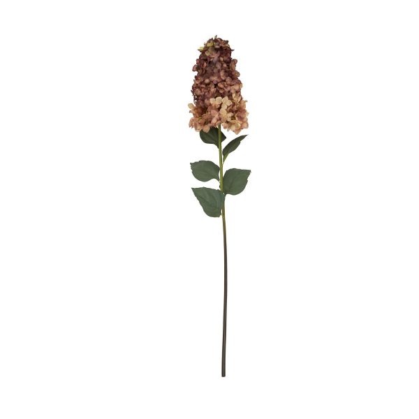 Burgundy Spear Hydrangea 2