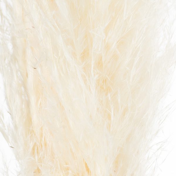 Cream Pampas Grass Stem 3