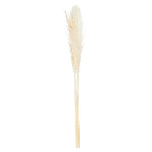 Cream Pampas Grass Stem 4