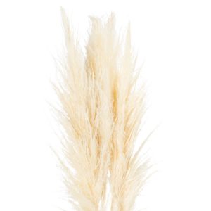 Cream Pampas Grass Stem 5