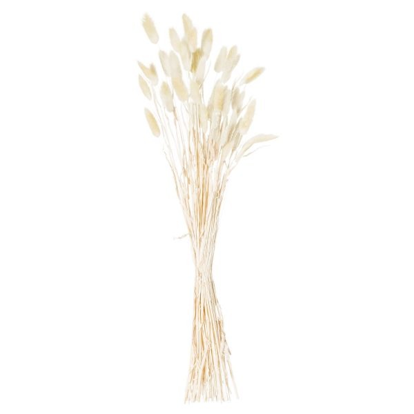 Dried Natural Bunny Tail Bunch Of 40 2