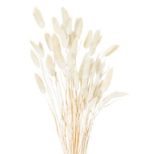 Dried Natural Bunny Tail Bunch Of 40 3