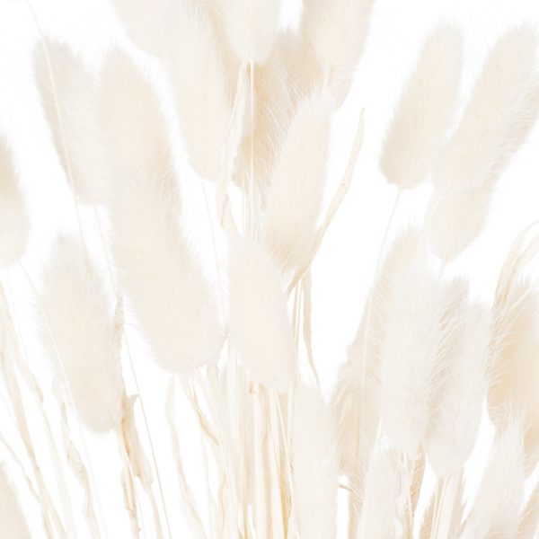 Dried White Bunny Tail Bunch Of 60 2