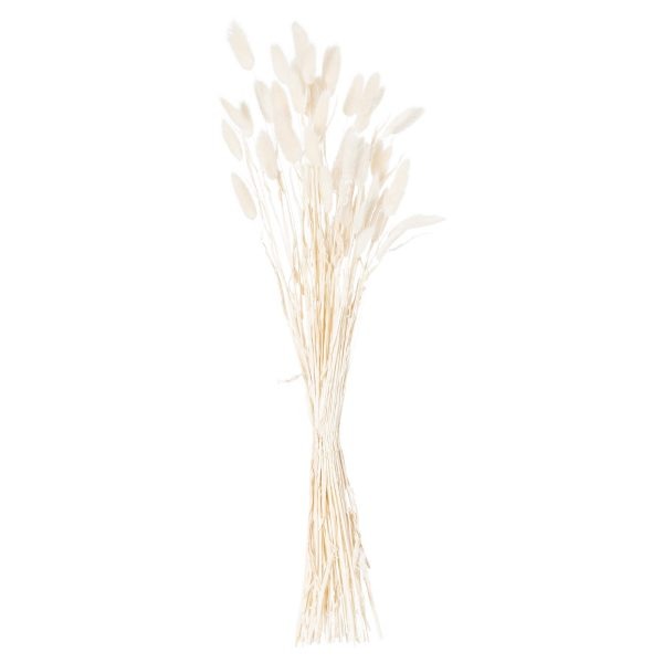 Dried White Bunny Tail Bunch Of 60 3