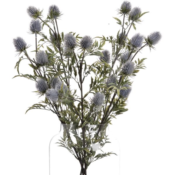 Eryngium Thistle 2