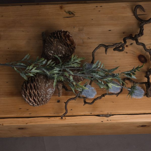 Eryngium Thistle 4