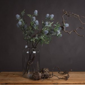 Eryngium Thistle 5