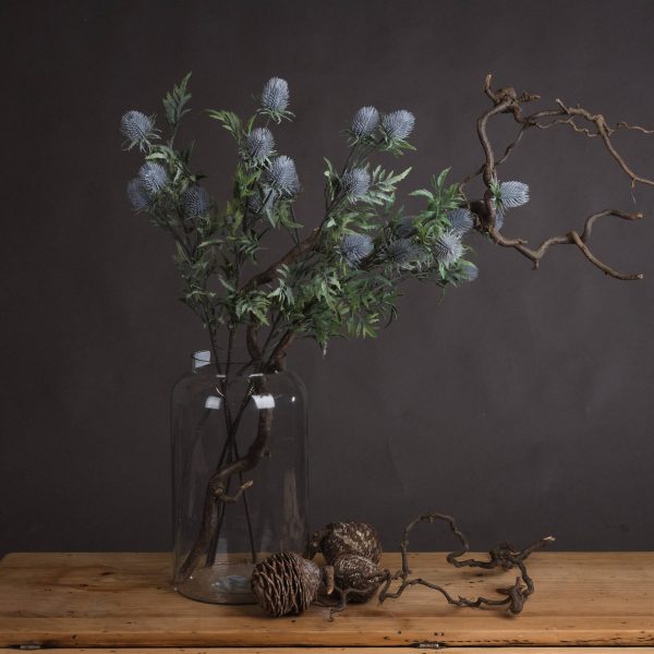 Eryngium Thistle 5