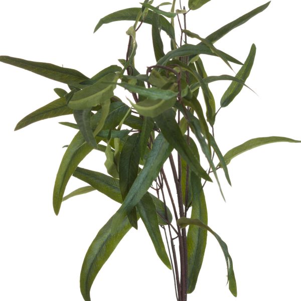 Eucalyptus Nicholii Spray 2